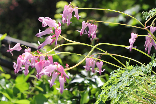 Dicentra formosa 'Pink Diamonds' ® Dauerblühende Herzblume