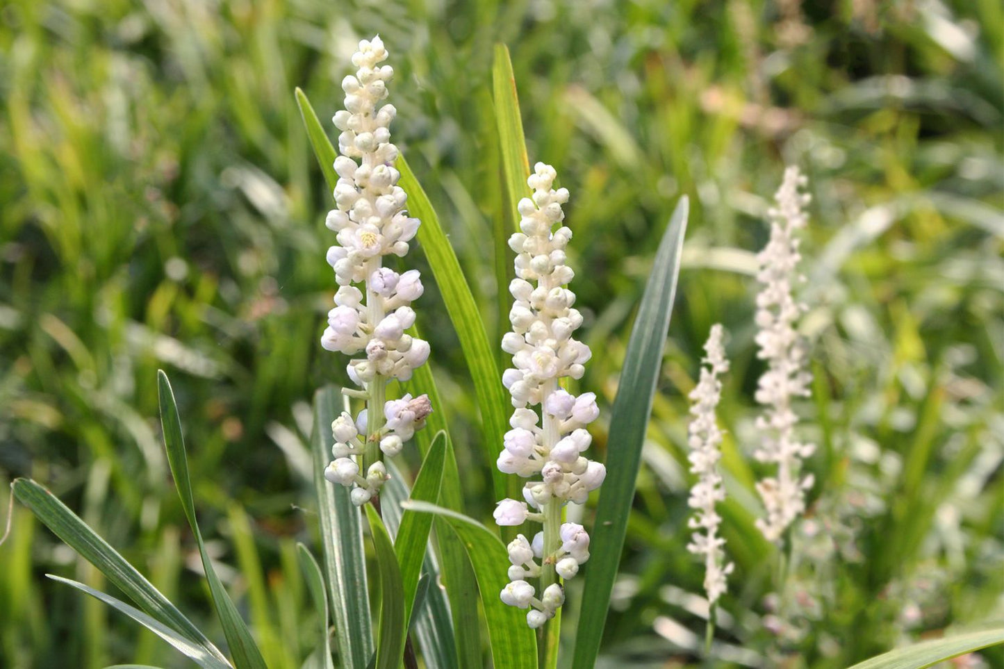 Liriope muscari 'Monroe White' Weiße Lilientraube