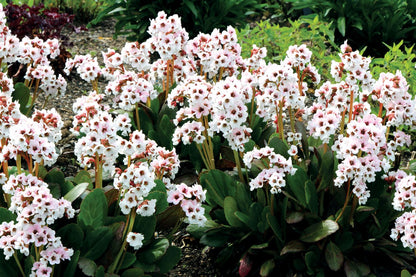 Bergenia 'Dragonfly Angel Kiss' Weißblühende Bergenie