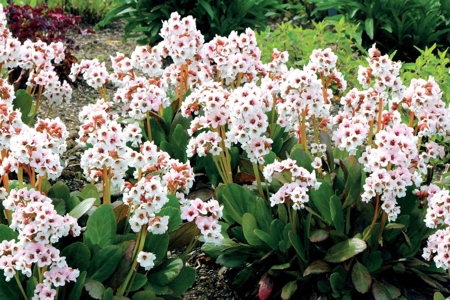 Bergenia 'Dragonfly Angel Kiss' ® Weißblühende Bergenie