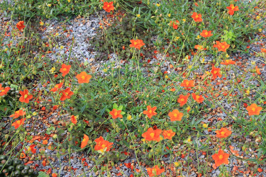 Helianthemum 'John Lanyon' Sonnenröschen