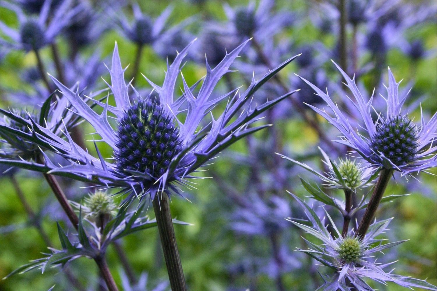 Eryngium 'Lapis Blue' Mannstreu