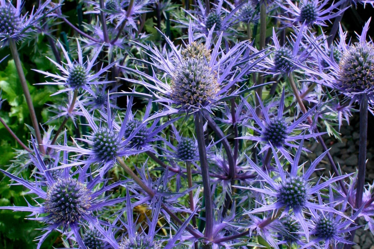 Eryngium 'Lapis Blue' (Mannstreu)
