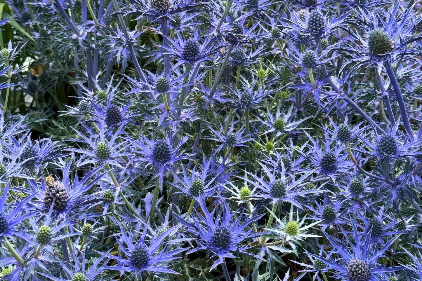 Eryngium 'Lapis Blue' (Mannstreu)