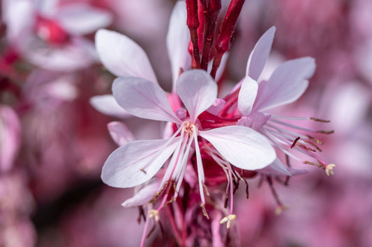 Gaura lindheimeri 'Graceful Light Pink' Prachtkerze