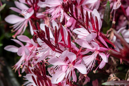 Gaura lindheimeri 'Graceful Light Pink' (Prachtkerze)