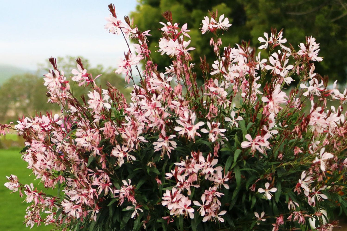 Gaura lindheimeri 'Graceful Light Pink' (Prachtkerze)