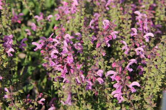 Salvia Fashionista® 'Pretty in Pink' Ziersalbei