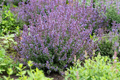 Nepeta x faassenii 'Purrsian Blue' (Katzenminze)