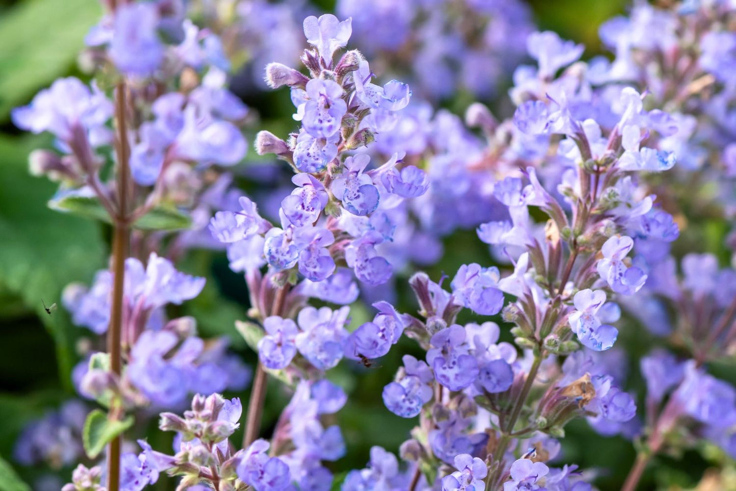 Nepeta x faassenii 'Purrsian Blue' (Katzenminze)