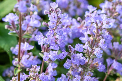 Nepeta x faassenii 'Purrsian Blue' (Katzenminze)