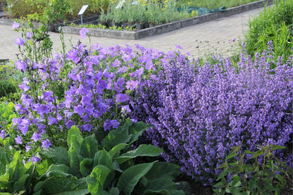 Nepeta x faassenii 'Purrsian Blue' (Katzenminze)
