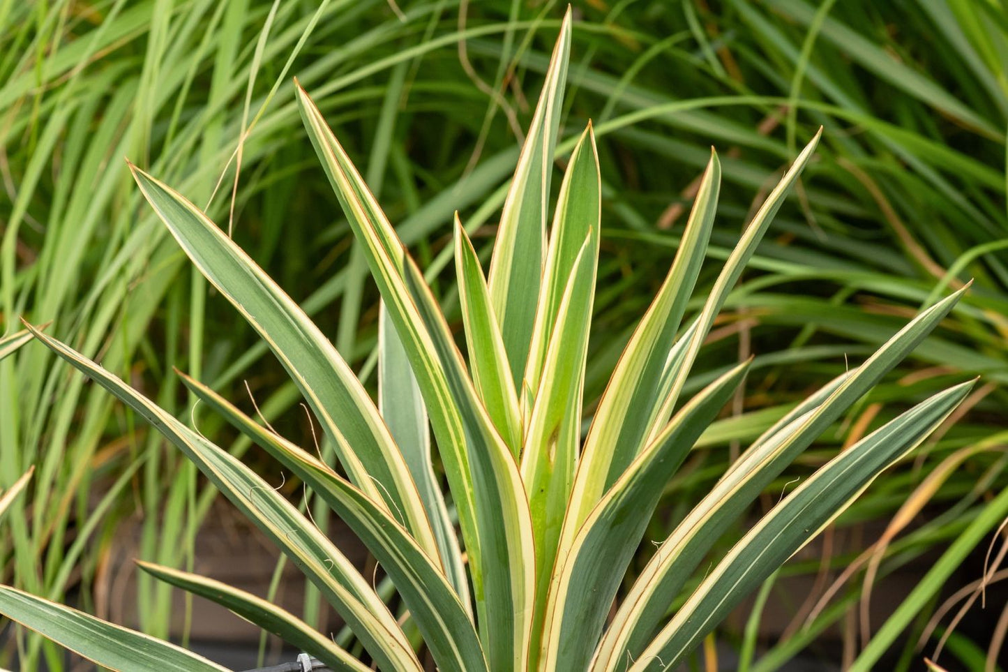 Yucca flaccida 'Ivory Towers' (Palmlilie)