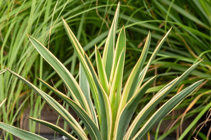 Yucca flaccida 'Ivory Towers' (Palmlilie)