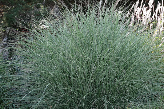Miscanthus sinensis 'Morning Light' Chinaschilf