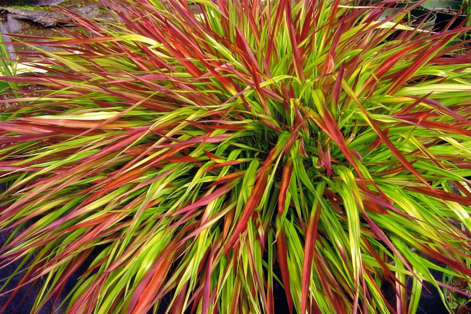 Hakonechloa macra 'Mulled Wine' Japanisches Berggras