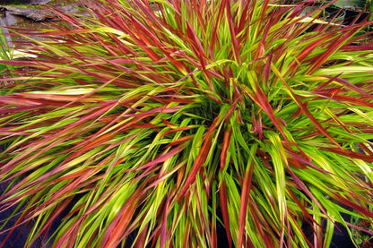 Hakonechloa macra 'Mulled Wine' Japanisches Berggras