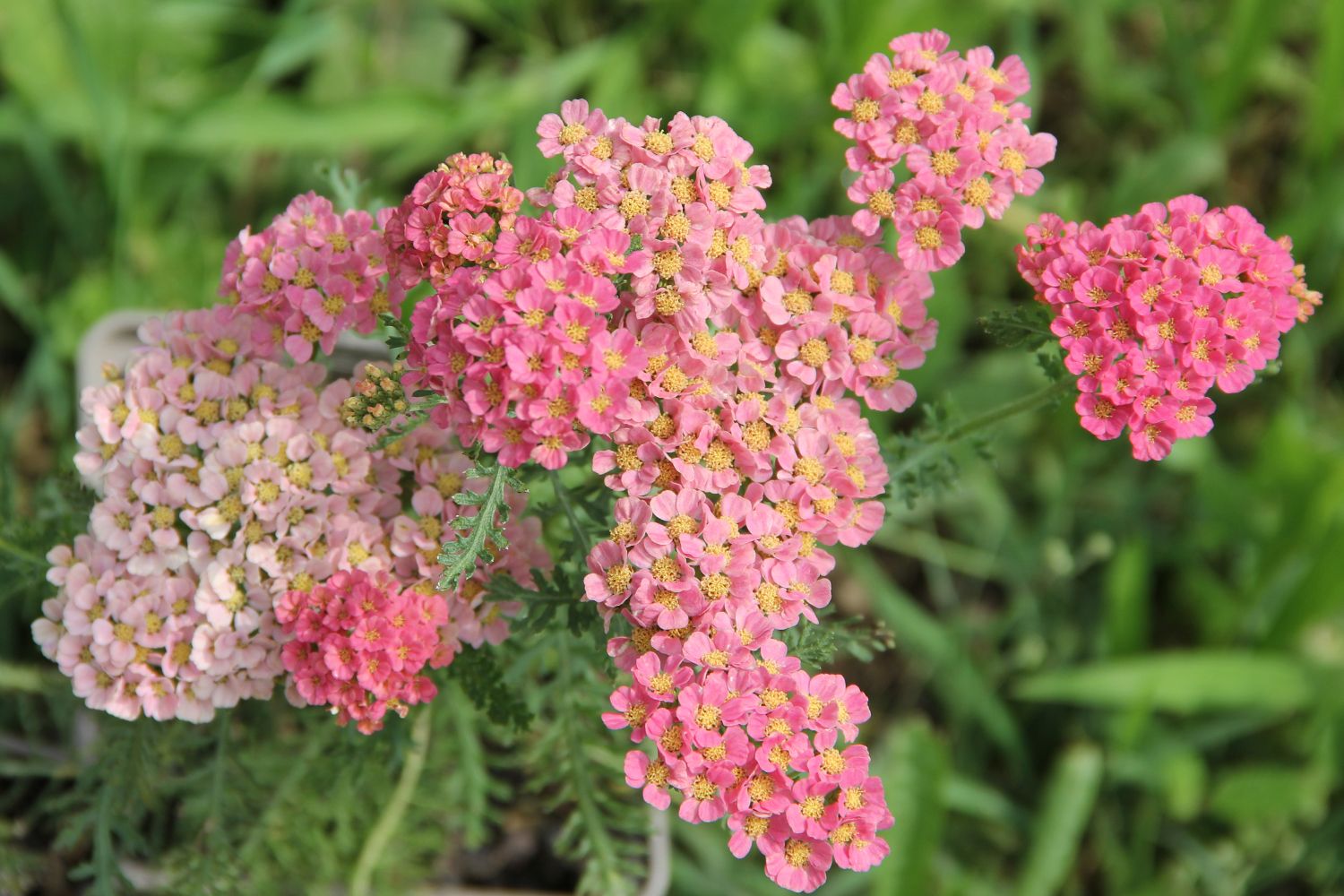 Achillea millefolium 'Apricot Delight' Schafgarbe