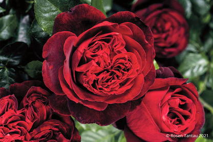 Rose 'Admiral' Nostalgie®-Edelrose