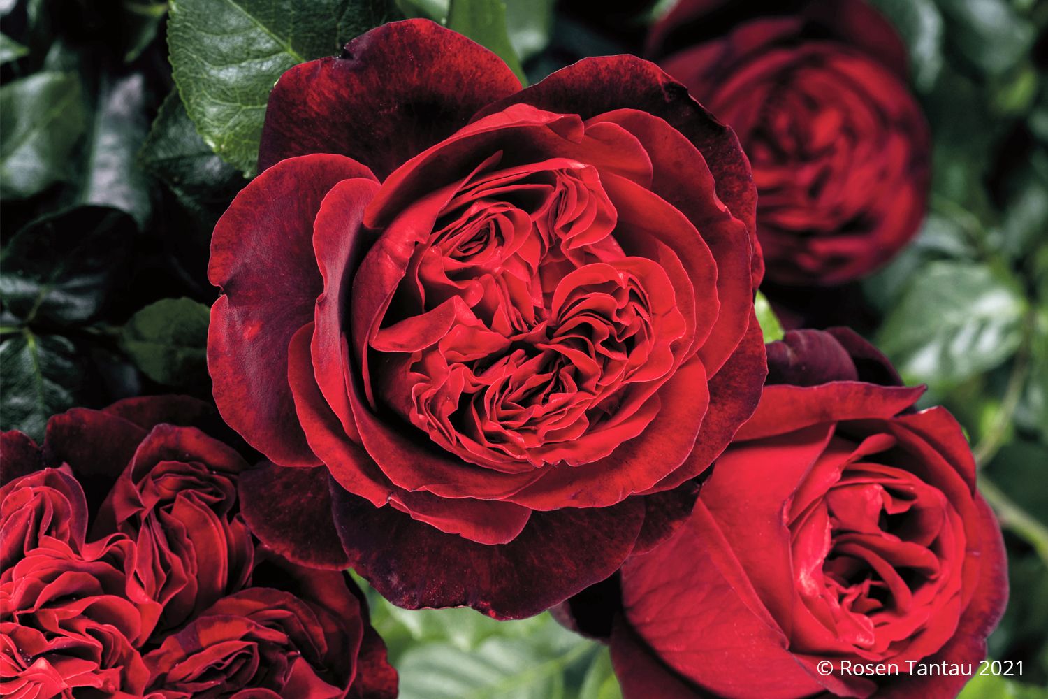 Rose 'Admiral' ® Nostalgie®-Edelrose