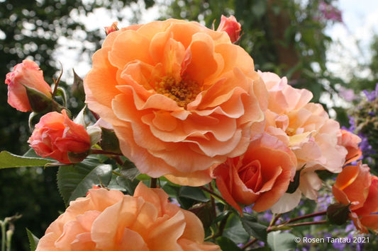 Rose 'Arabia' Strauchrose
