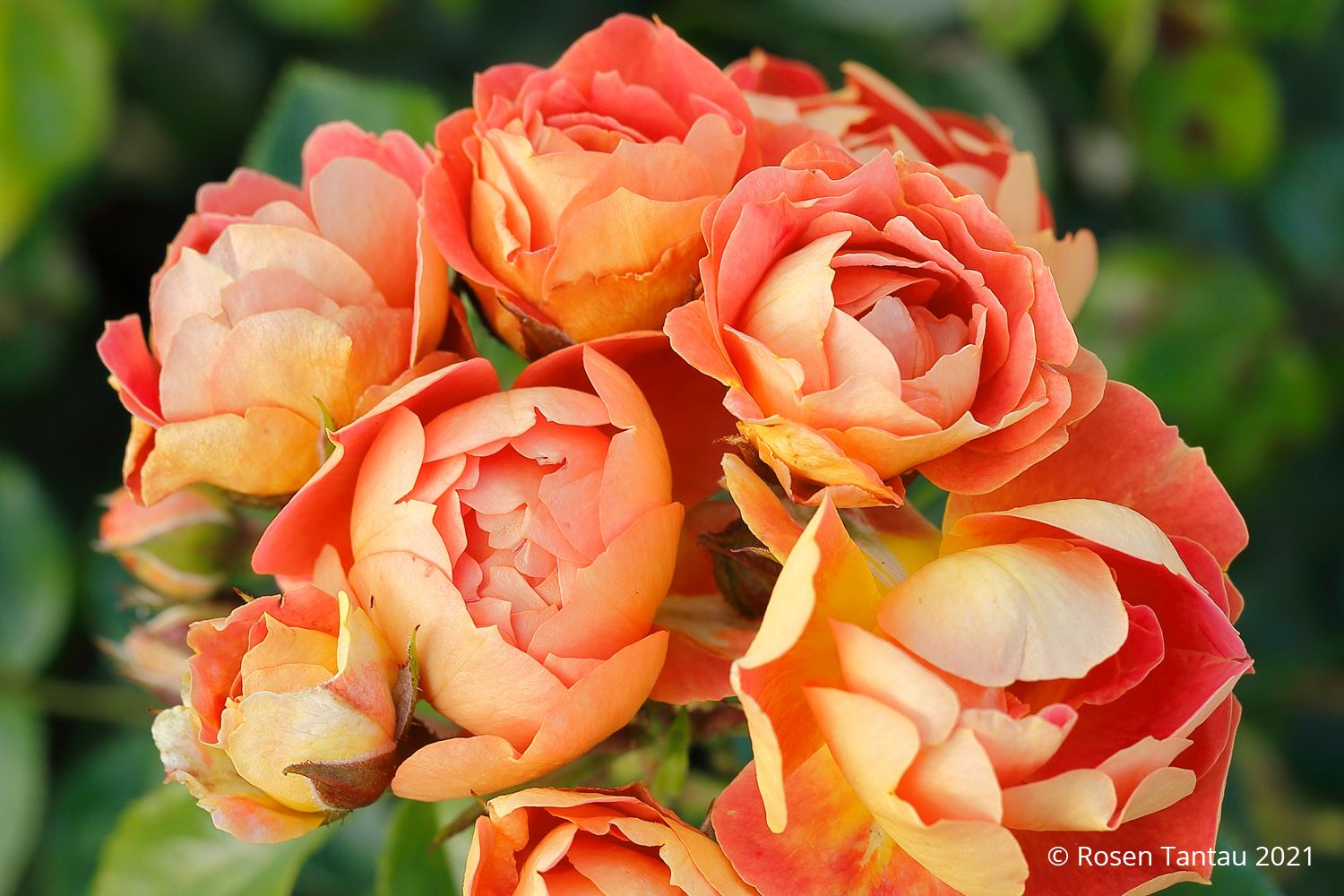 Rose 'Bienenweide' ® mango (Beetrose)