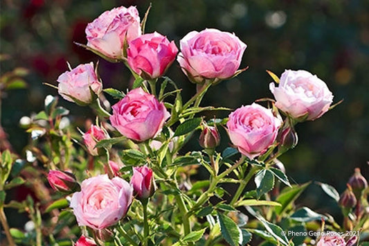 Rose 'Blush Pixie' Zwergrose | Patiorose