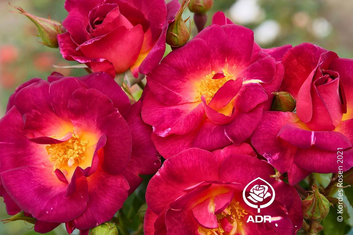 Rose 'Ile de Fleurs' Strauchrose