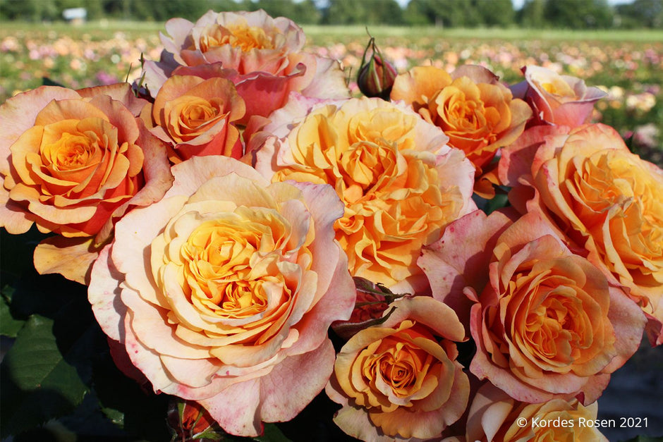 Kordes Rosen – robuste & blühfreudige Gartenrosen kaufen – Gräfin von ...