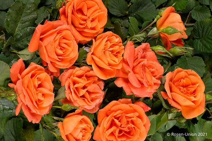 Rose 'Orange Dawn' (Kletterrose)
