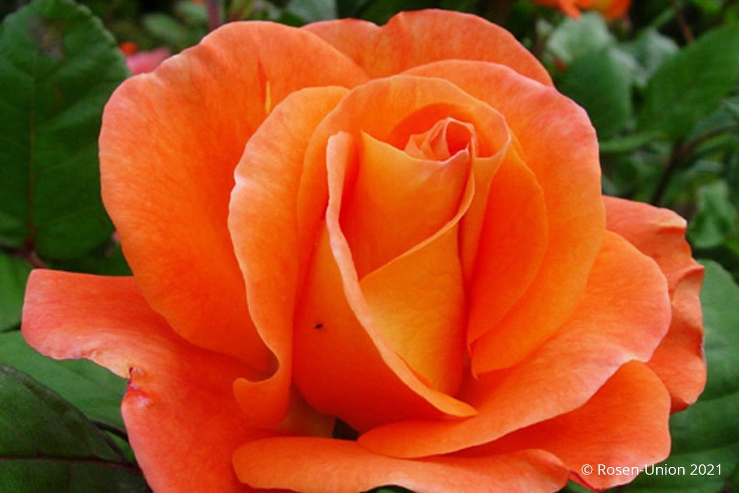 Rose 'Orange Dawn' ® Kletterrose