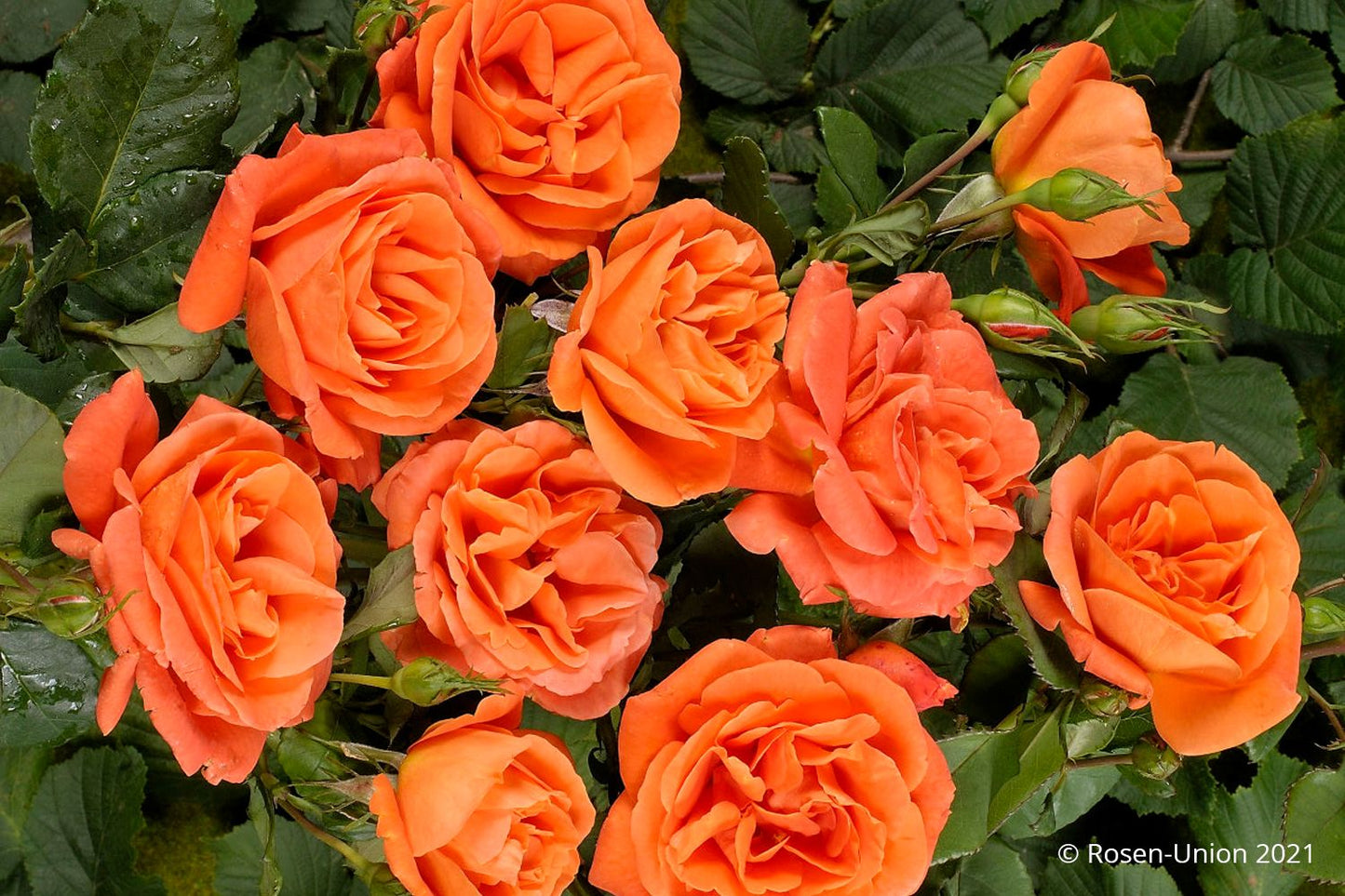 Rose 'Orange Dawn' ® (Kletterrose)