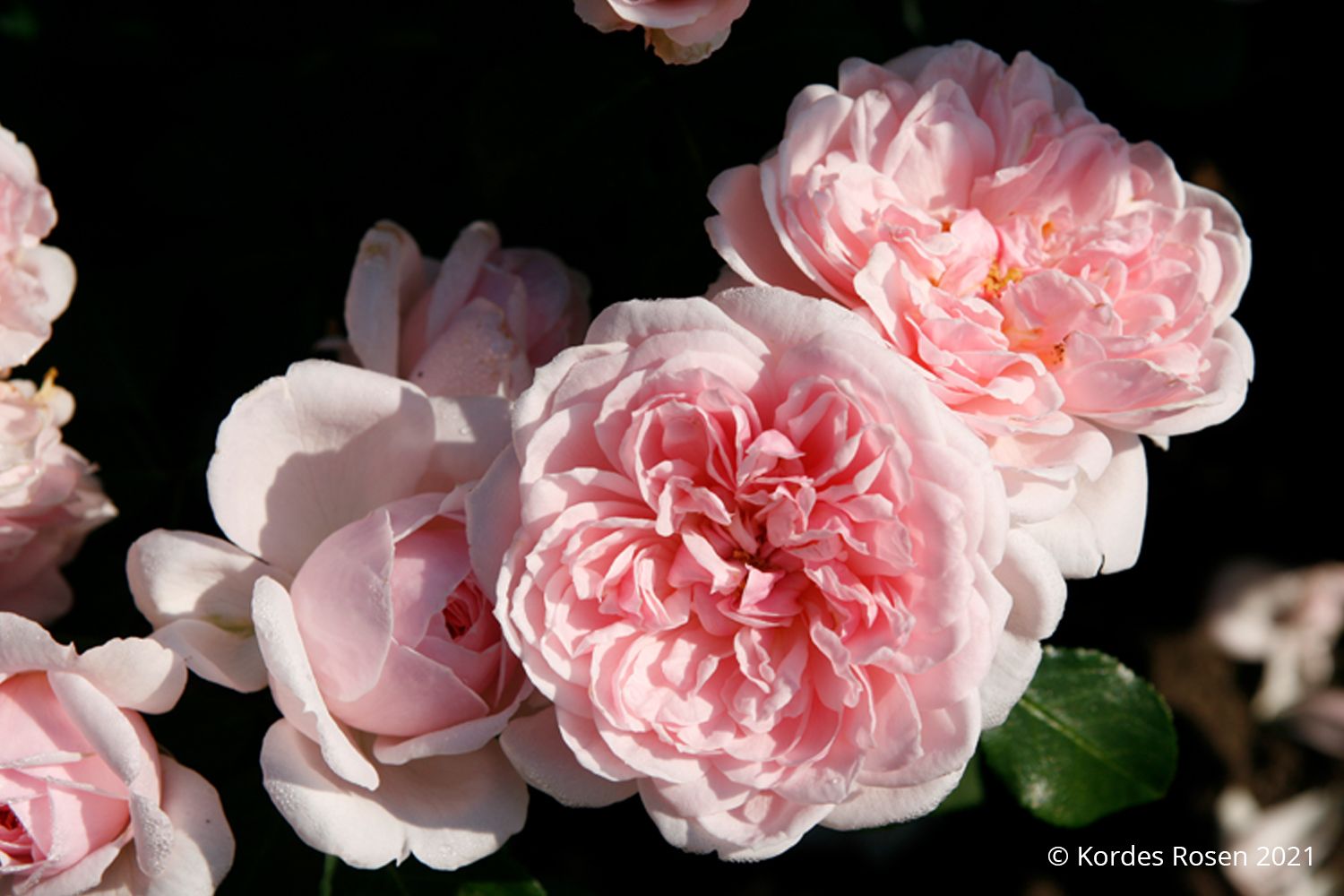 Rose 'Cinderella' ® Strauchrose