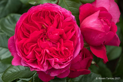 Rose 'Deep Love' ® Kletterrose