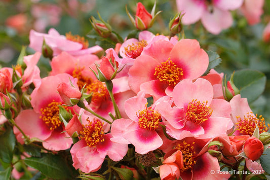 Rose 'Orienta® Shila' Persische Rose