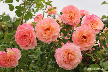 Rose 'Peach Melba' Kletterrose