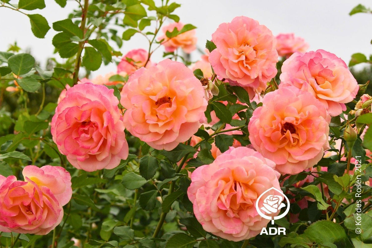 Rose 'Peach Melba' ® Kletterrose