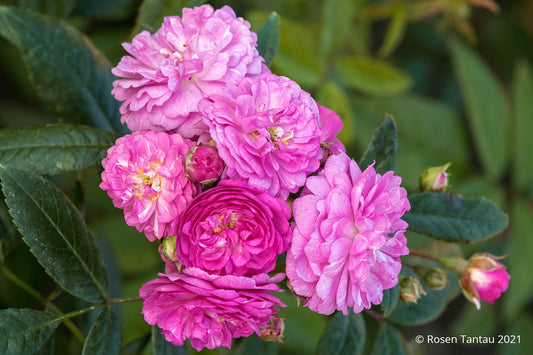 Rose 'Perennial Rosali' Ramblerrose