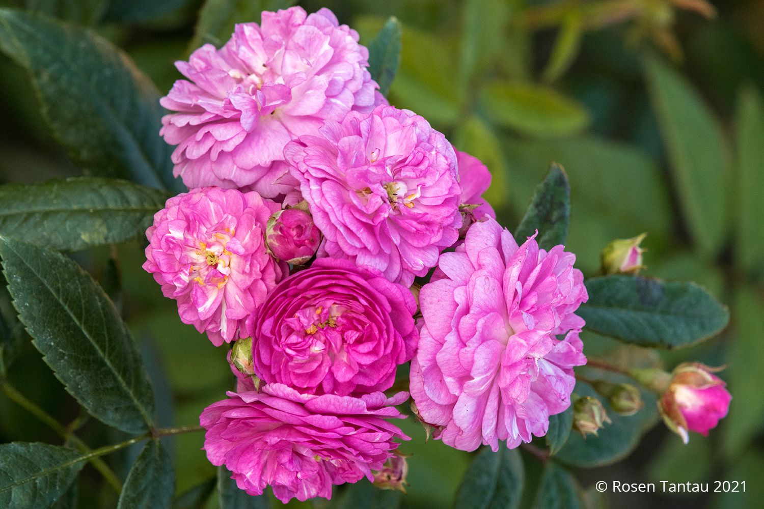 Rose 'Perennial Rosali' ® Ramblerrose