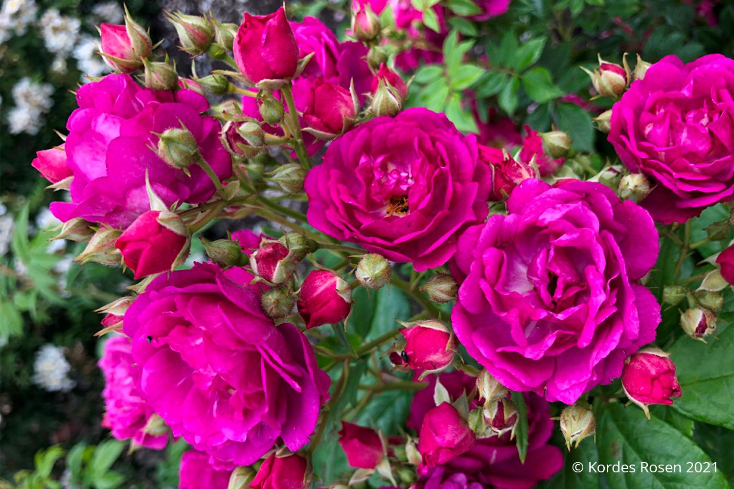 Rose 'Purple Siluetta' ® Miniclimber