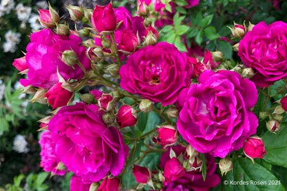 Rose 'Purple Siluetta' ® Miniclimber