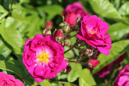 Rose 'Purple Siluetta' ® Miniclimber