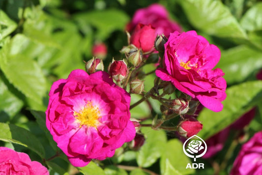 Rose 'Purple Siluetta' ® Miniclimber