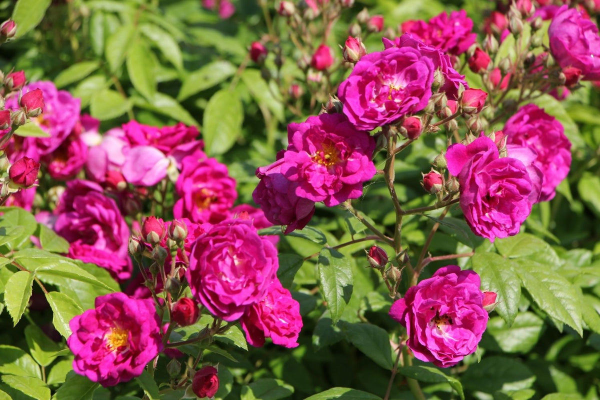 Led Zeppelin Roses Rose 'Purple Siluetta' ® (Miniclimber) – Gräfin von Zeppelin