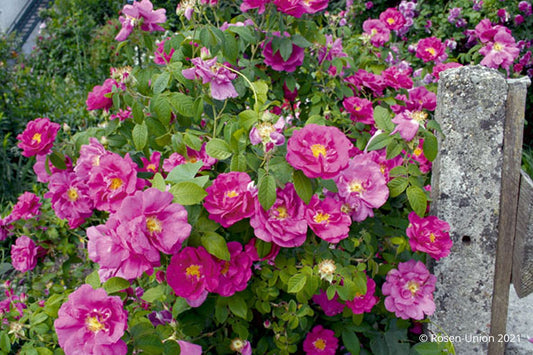 Rose gallica 'Officinalis' Historische Rose I  Apothekerrose