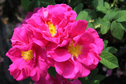 Rose gallica 'Officinalis' (Historische Rose I  Apothekerrose)