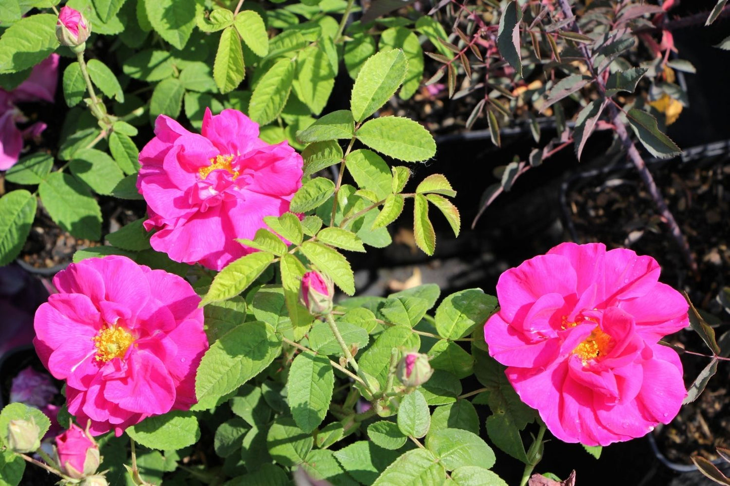 Rose gallica 'Officinalis' (Historische Rose I  Apothekerrose)