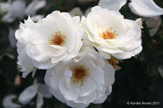 Rose 'Weiße Wolke' Strauchrose