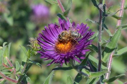 Aster novae-angliae 'Constance' Raublatt-Aster