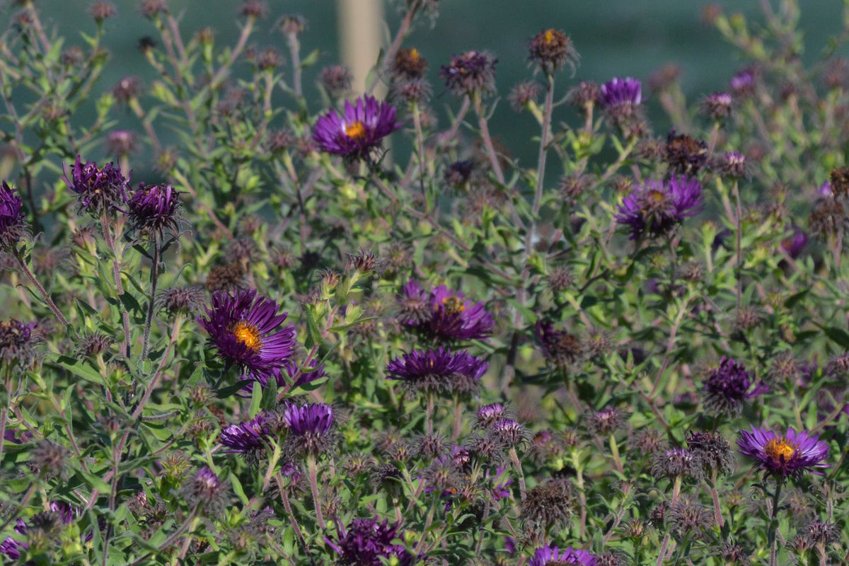 Aster novae-angliae 'Constance' (Raublatt-Aster)